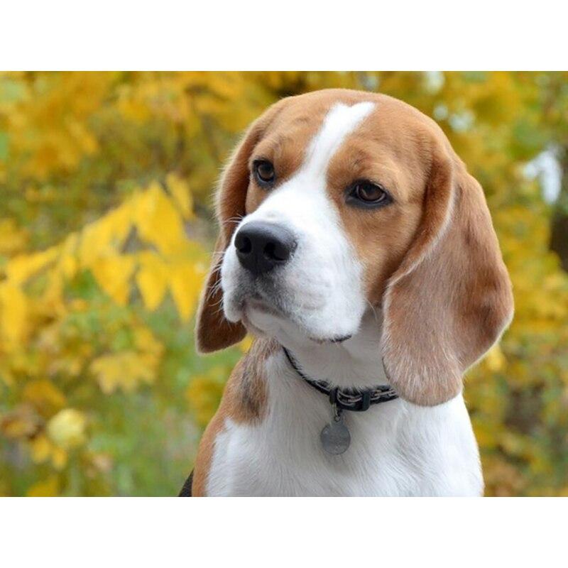 Новый 5D DIY алмазная живопись собака цветок Алмазная вышивка животное вышивка крестиком полная круглая дрель домашний декор ручной художественный подарок