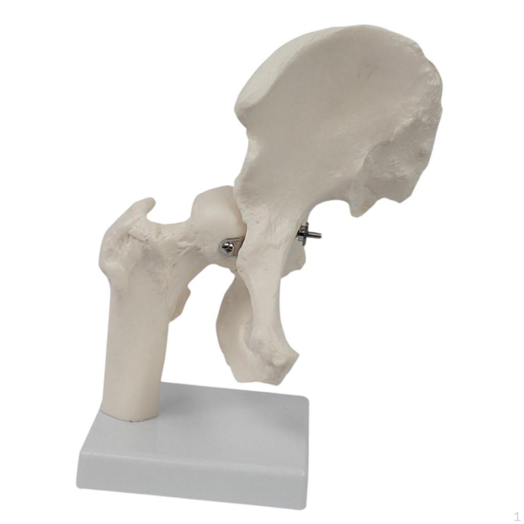 Hip Joint Model White Practical Accessory Teaching Equipment for Science Classroom Office