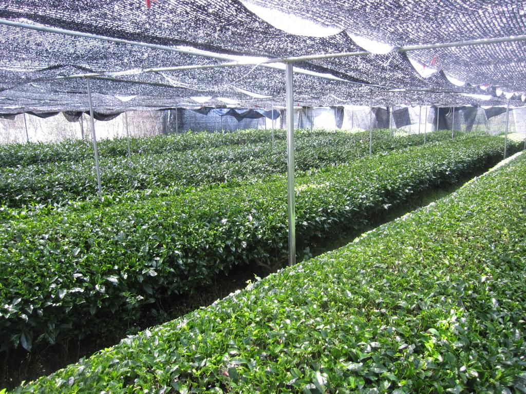 Marukyu Koyamaen Matcha Isuzu 100g Bag