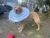 Waterproof Recovery Collar for Cats & Dogs: Anti-Licking Neck Cone, Enlarged & Deepened for Large Pets.