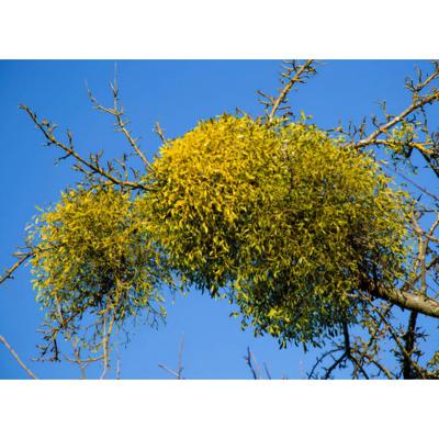 Сбор трав, Индже, Канвондо, натуральная омела, дикий дуб, польза омелы, чай из омелы, дубовая омела, 2 кг, 1 шт.