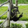 Peeking Animal Metal Sign Flipping Off Cat Crocodile Silhouette Decoration Sassy Rebellious Mole Sign for Yard Garden Tree Fence Post