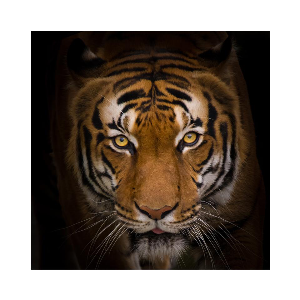 5D DIY алмазная живопись тигр горный хрусталь картина полная алмазная вышивка животное мозаика искусство вышивка крестиком комплект домашний декор подарок