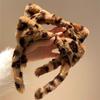 Cute Leopard-print Cat Ear Plush Headband for Women's Face In Winter Special Facial Mask Hair Pressing Hair Hair Accessories