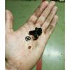 Car Engine Vacuum Pump Valve For Ford 1.0 1.5 Ecoboost Non-Return Valve Vacuum Pump Valve Cm5g2a451ga 1867424 Engine Parts Engine Valve Parts 7