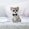 Birthday Party Cat Kitten Weddings Necktie Bows Pet Formal Tuxedo Cat Tuxedo Collar Dog Bow Tie