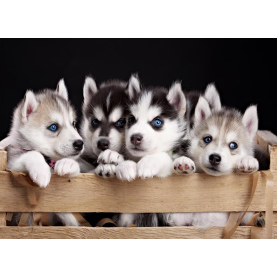 5D DIY алмазная живопись животное кошка собака набор для вышивки крестом полный круглый алмаз вышитая мозаика художественная картина украшение со стразами