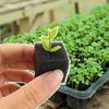 100-500Pcs Hydroponic Sponges Gardening Tool Square Soilless Cultivation Plant Seedling Greenhouse Sponge Vegetable Bud Growth