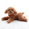Toy Poodle Stuffed Looks Just Like the Real Soft To the Cute and Soothing Stuffed Hug Sleep Put To for Birthday 35cm Poodle, Animal, Dog, Realistic,