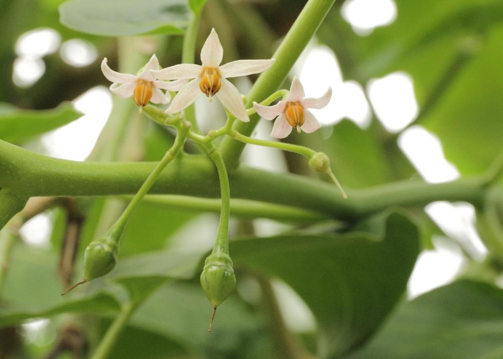 SAFLAX Тамарилло - 50 семян - С горшечным субстратом для лучшего выращивания - Cyphomandra betacea