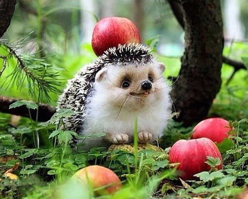 Набор для алмазной живописи Пейзаж Звезда Лев Лиса 5D DIY Алмазная вышивка животных Кролик Вышивка крестиком Фотографии Стразы Мозаика Настенное искусство