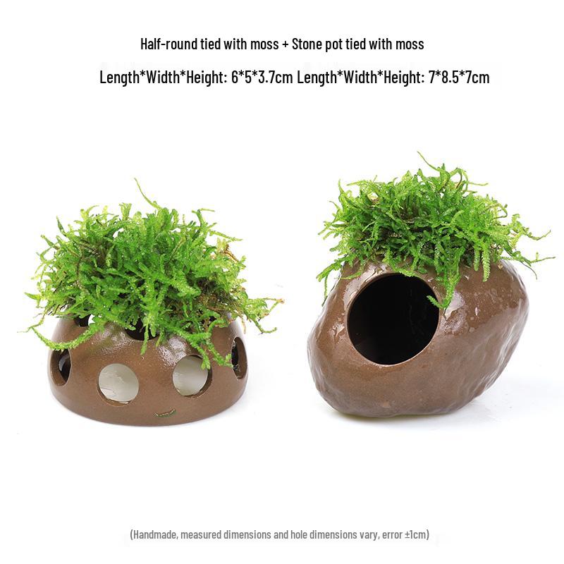 Aquatic Plant Moss Hideaway: Real Plant Jar for Fish & Shrimp