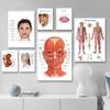 The Body Facial Anatomy Muscle Vessels Detailed Canvas Painting Human Structure Skeleton Education Poster Medical Decoracion