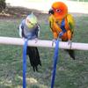 Portable Adjustable Bird Supplies Bird Leash Traction Strap Pet Training Rope Parrot Harness
