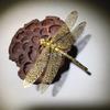 Delicate And Lovely Dragonfly Make Old Bronze Figurines Imitating Antique