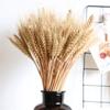 100ps Natural Wheat Ear Wheat Rice Ear Farmhouse Opening Barley Real Dried Flower Bouquet Pastoral Dry Branch Gift Wedding Decor