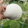 10Pcs Natural Scallop Shells DIY Crafts Theme Party Decor Bright White Seashells Jewelry Christmas Decoration