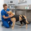 Breathable Dog Knee Brace Anti-Licking Dog Rear Leg Brace Pet Leg Support  Wound Protection