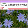 Цикорий - 250 семян - Cichorium intybus