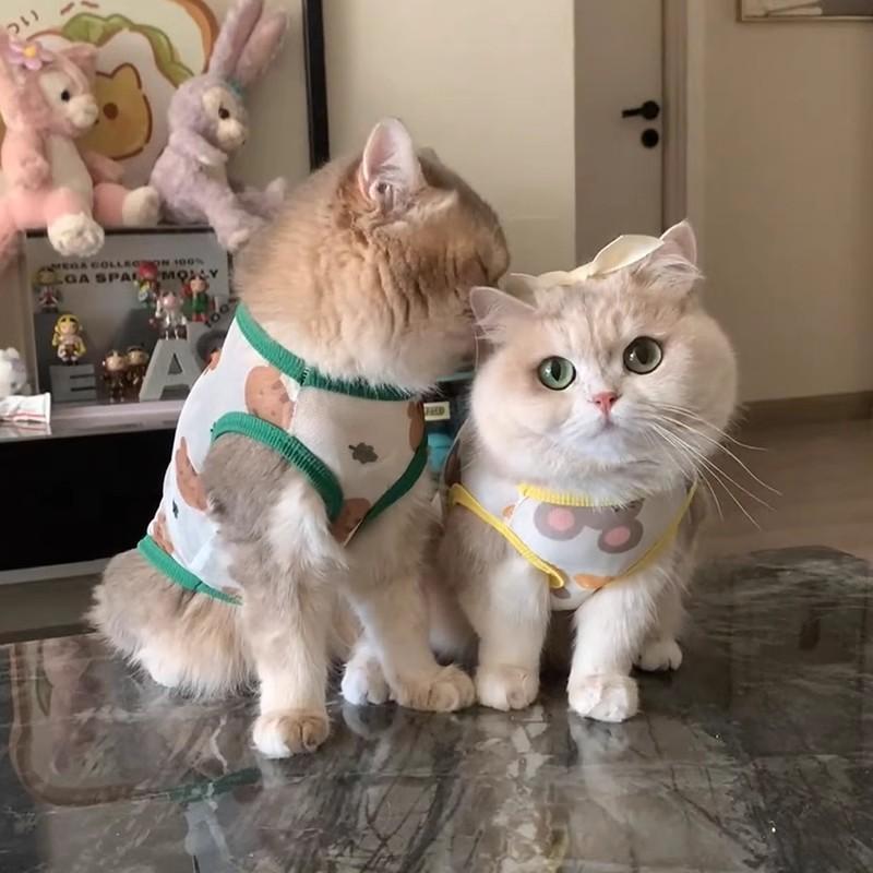Одежда для кошек от выпадения шерсти Тонкий дышащий сетчатый жилет Питомца Золото и Серебро Градиент Котенка