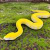 Realistic Fake Snake Toy Soft TPR Snake Model Keep Birds Away Scare Squirrels Simulated Snake Tricky Props Kids Adults Halloween Party Gag Gift