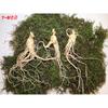 Donguibogam Camphor Ginseng, 10 Roots of 7-8 Year Old roots/KRW 30,000, Wild Ginseng, Natural Sprouts, Lunar New Year, Chuseok, General Packaging
