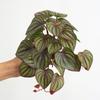 Тропические растения Зеленые растения в горшках Большая шелковая черепаха спина Бамбуковые листья Декор для свадебной вечеринки