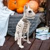 Реалистичный скелет кошки Декор на Хэллоуин Живой Многофункциональный Жуткий Прочный Легкий для Образовательной Модели 5,9x9,4x13,4 дюйма