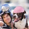 Plastic Pet Dog Helmets Adjustable Puppy Safety Helmet Lightweight Pet Motorcycle Headgear  Cat