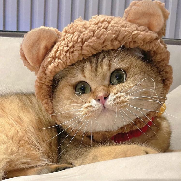 Шапка для питомца Медведь с ушами Милая шапка Аксессуары для вечеринки Кошки и собаки