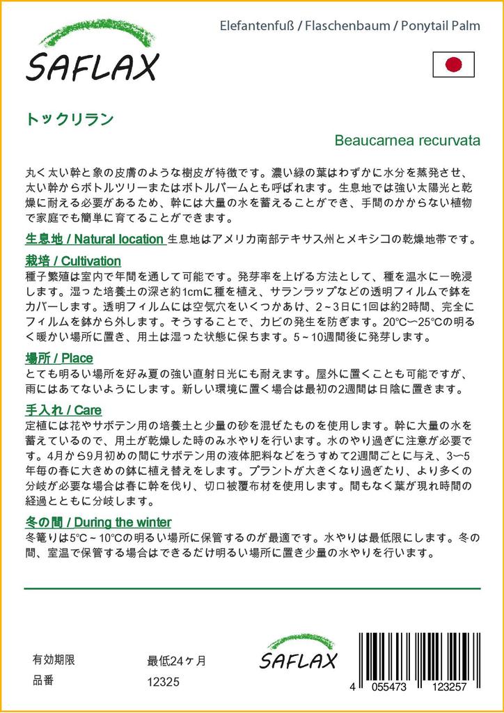SAFLAX Ponytail Palm - 10 семян - Beaucarnea recurvata.
