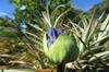 SAFLAX Лилия африканская - 50 семян - Agapanthus orientalis