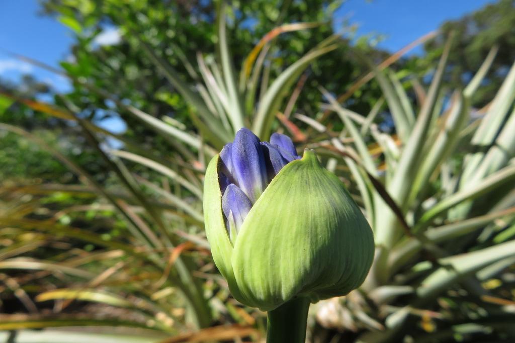 SAFLAX Лилия африканская - 50 семян - Agapanthus orientalis