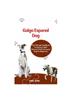 Книга Galgo Espaol Dog : The Ultimate Handbook To Raising A Well-Behaved Galgo Espaol Dog For Beginners