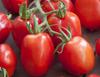35 семян помидоров рома - древний овощ - воспроизводимые крестьянские семена - полудикие