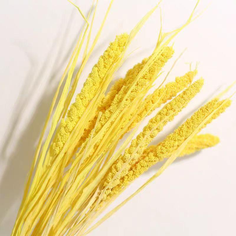 Preserved Rabbit Tail Grass Bouquet - DIY Dried Flower Decoration with Pampas Grass