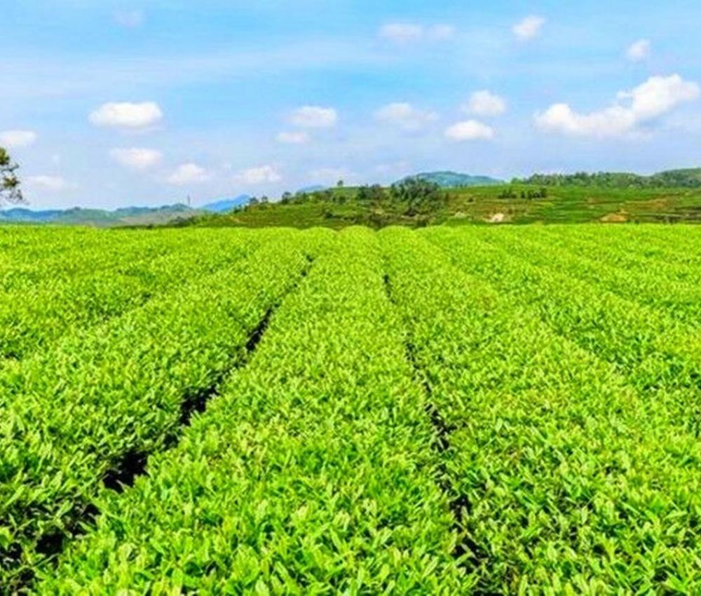 100 г японского порошка маття, порошок зеленого чая, органический чай для похудения, здоровое питание