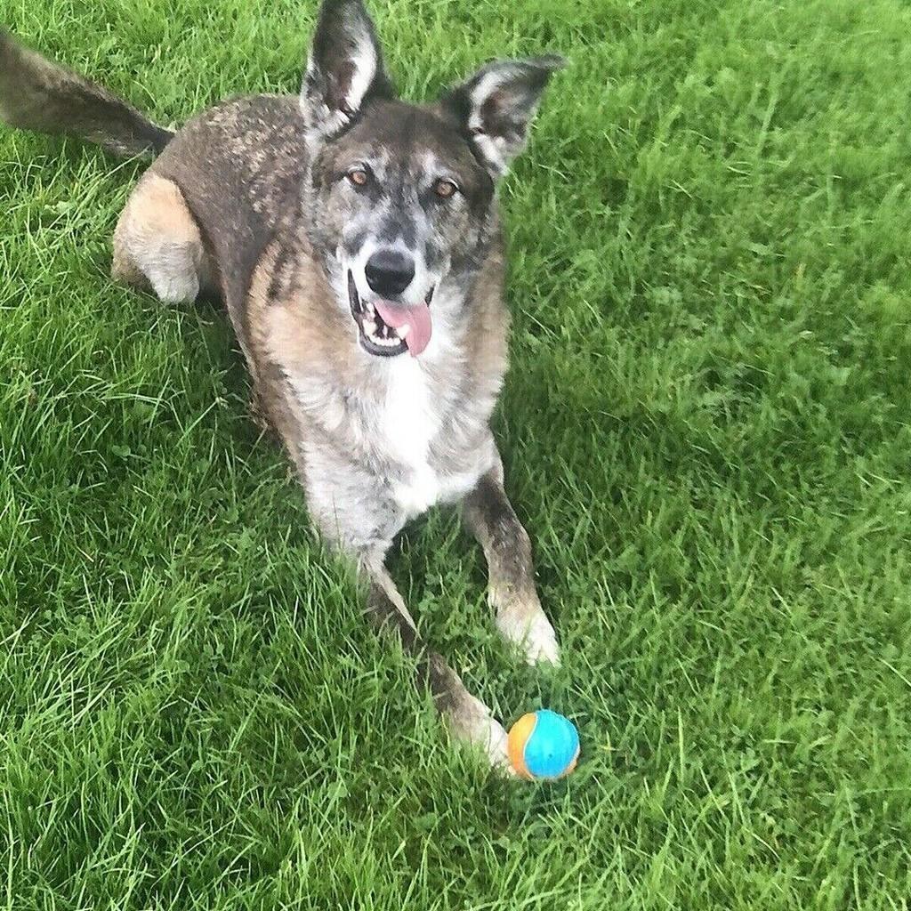 Toy Squeaky Dog Balls Rubber Durable Bouncy Chew Ball Puppy Play Tpr Outdoor