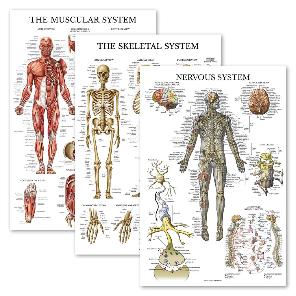 Palace Learning Muscle Skeleton Nervous System Anatomy Poster Set Muscular and Skeletal System Anatomy Charts X 3-Pack - + + - - Laminated, 18" 24"