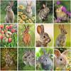DIY Rabbit 5D Diamond Painting Full Round Drill Animal Diamond Embroidery Cross Stitch Kit Mosaic Wall Art Home Decor Gift