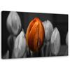 Canvas Print, Orange Tulip