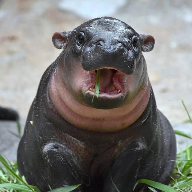 Moo Deng Tiny Baby Hippo Star Thailand Cute Pygmy Hippo Unisex Men Women Kid T-Shirt Print Short Sleeve Round Neck