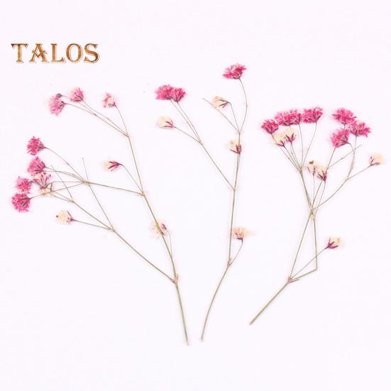 Сушёные цветы для рукоделия 12шт