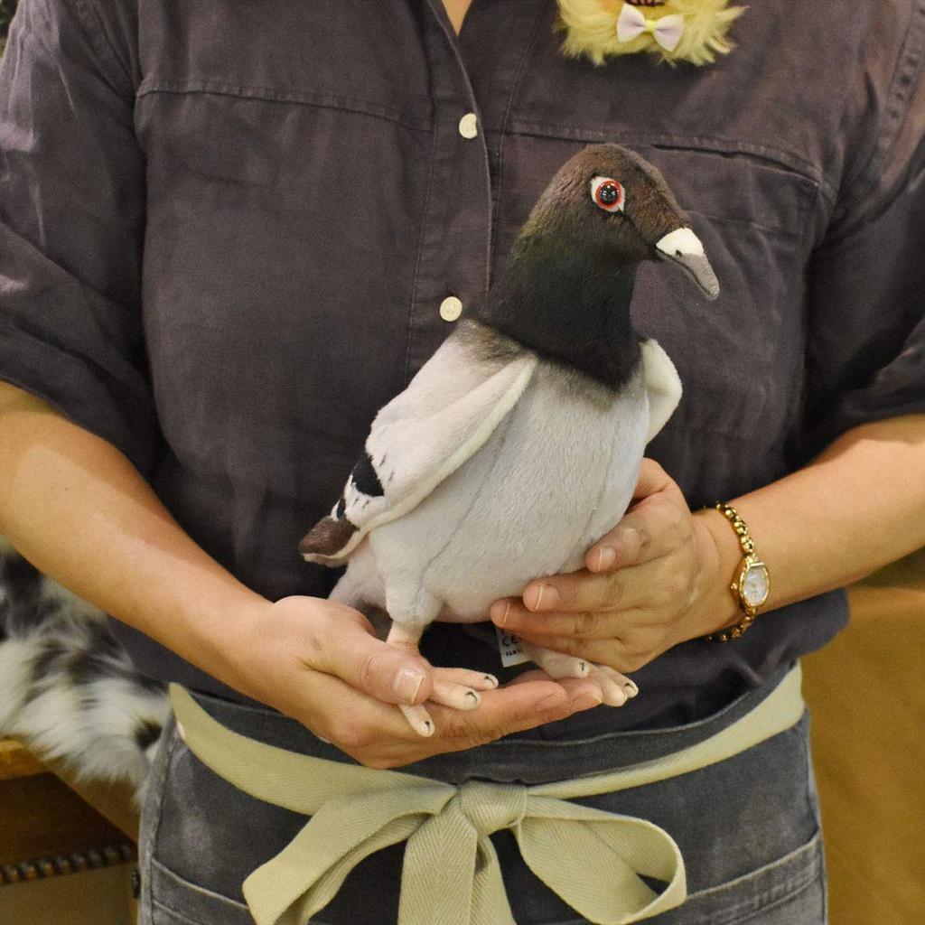 BH6299 HANSA Pigeon 29