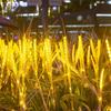 Oeny Светодиодная гирлянда «Колоски риса» теплого белого цвета, набор из 10 штук