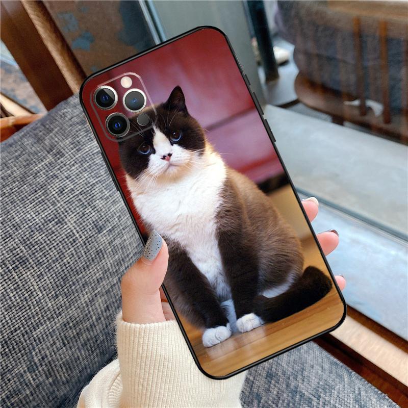 Чехол для телефона Британская короткошерстная кошка Для iPhone 16 15 14 13 11 12 Pro Max 12 13 mini XR 15 16 Plus 16e Защитный корпус
