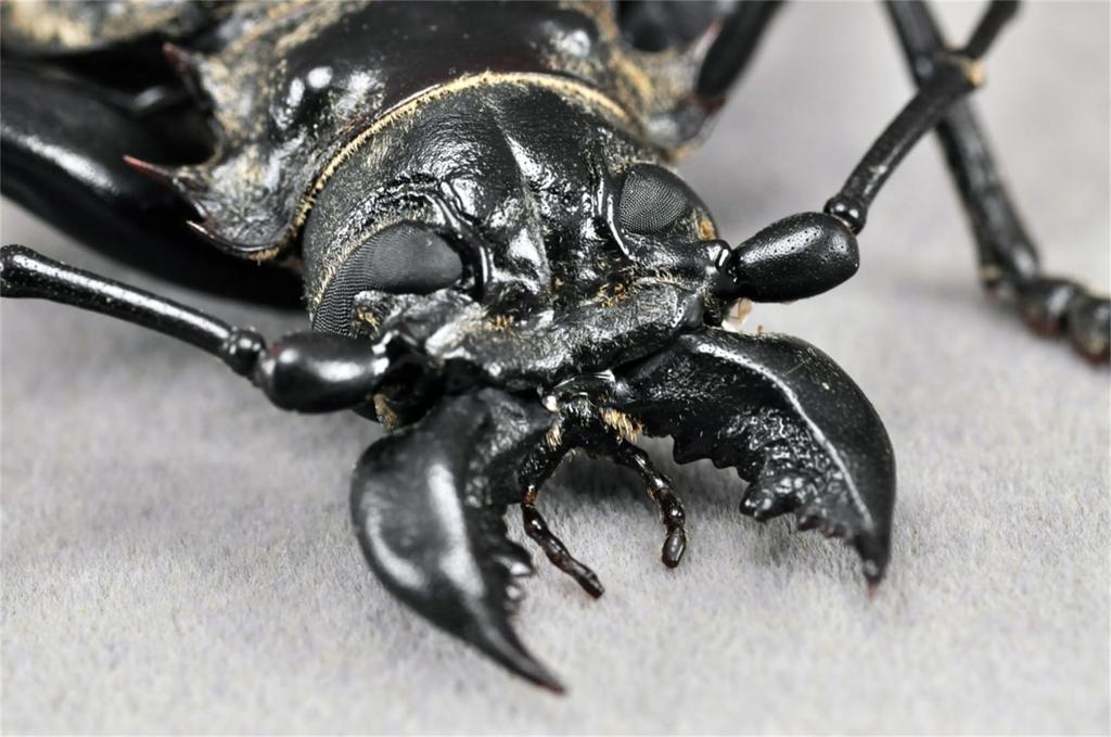 BACALYSO Nirvana size Жук-усач длинноусый магнитный иллюстрированный безопасный для пластиковых поверхностей орнамент с отделкой 1/1 фигурка, жук, крепится на холодильник