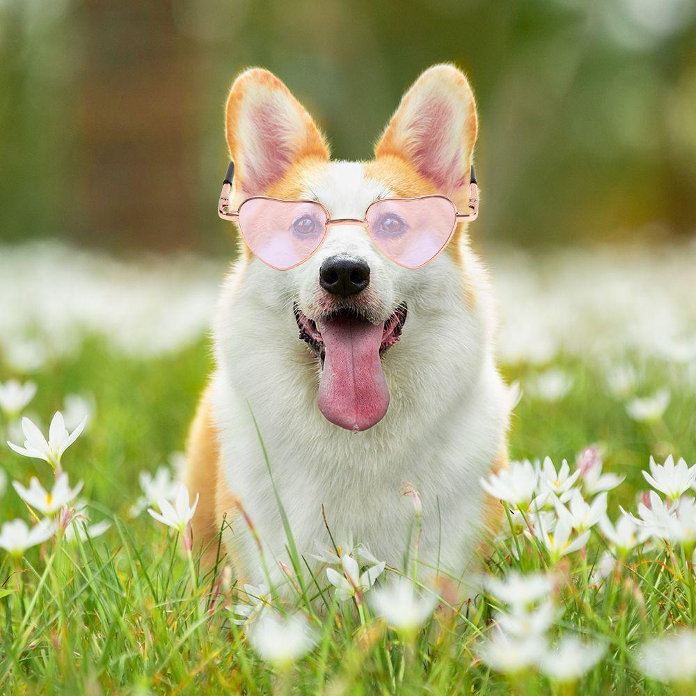 Опора для фотосессии, костюм для косплея, вечеринки, кошки, маленькие собаки, очки для собак, очки для кошек, металлические солнцезащитные очки в форме сердца