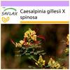 Павлиний кустарник - 10 семян - Caesalpinia gillesii