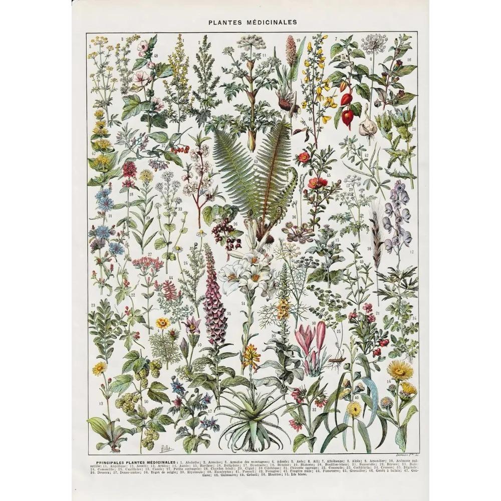 Vintage Classic Wall Art Plants Mushroom Medicine Flower Insect Butterfly Vegetable Pumpkin Carrot Canvas Oil Posters And Prints